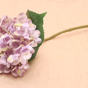 הורטנזיה סגולה